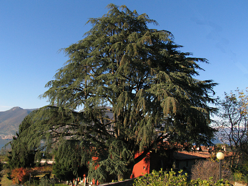 Cedrus atlantica (Endl.) Carriere / Cedro d''Atlante